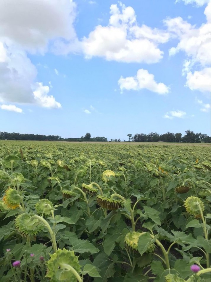 Venta campo agricola en Miramar, General Alvarado