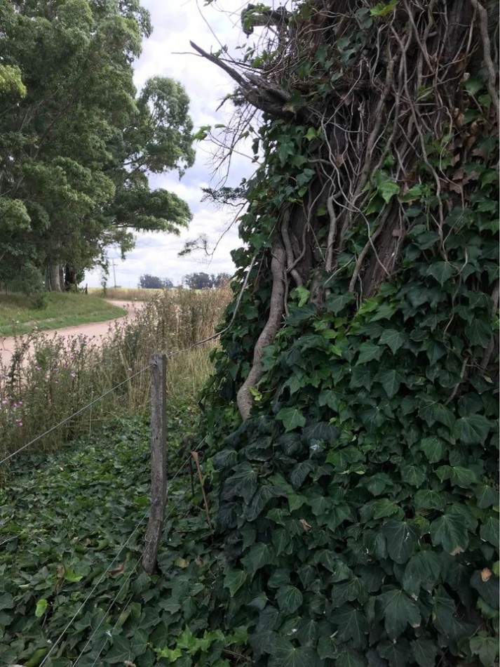 Venta campo agricola en Miramar, General Alvarado