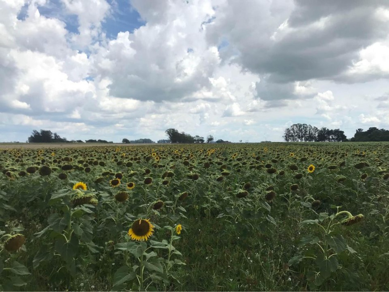 Venta campo agricola en Miramar, General Alvarado