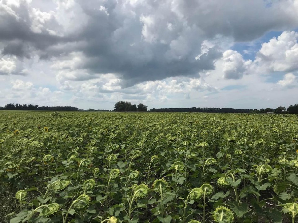 Venta campo agricola en Miramar, General Alvarado