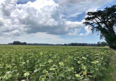 Venta campo agricola en Miramar, General Alvarado